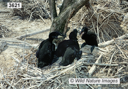 Double-crested Cormorant (Phalacrocorax auritus)